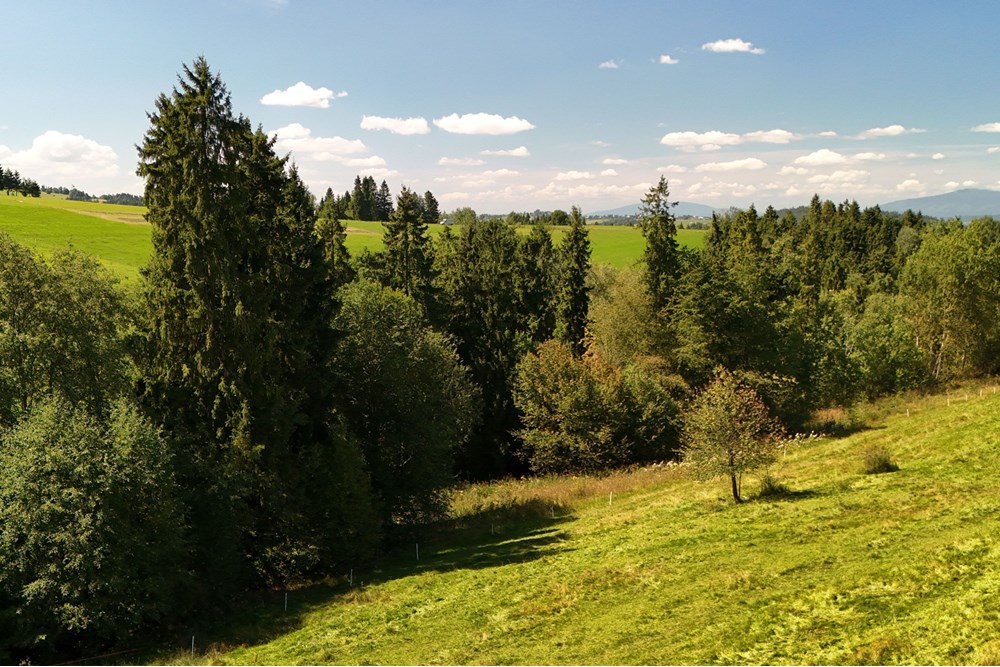 Działka - Sprzedaż - Leśnica, Polska - agent nieruchomosci zajac (2).jpg - 800091026-81