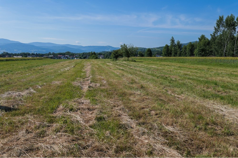 Działka budowlana - Sprzedaż - Lipowa, Polska - Działka_lipowa.jpg - 800061116-16