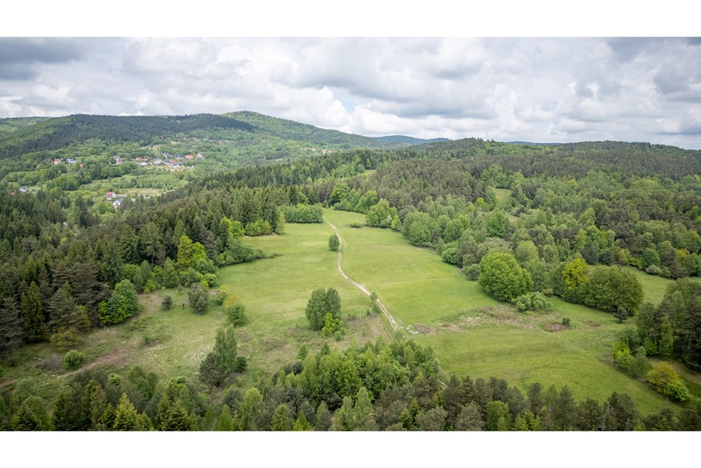 Działka - Sprzedaż - Krzeszów, Polska - DJI_0396.jpg - 470131112-5