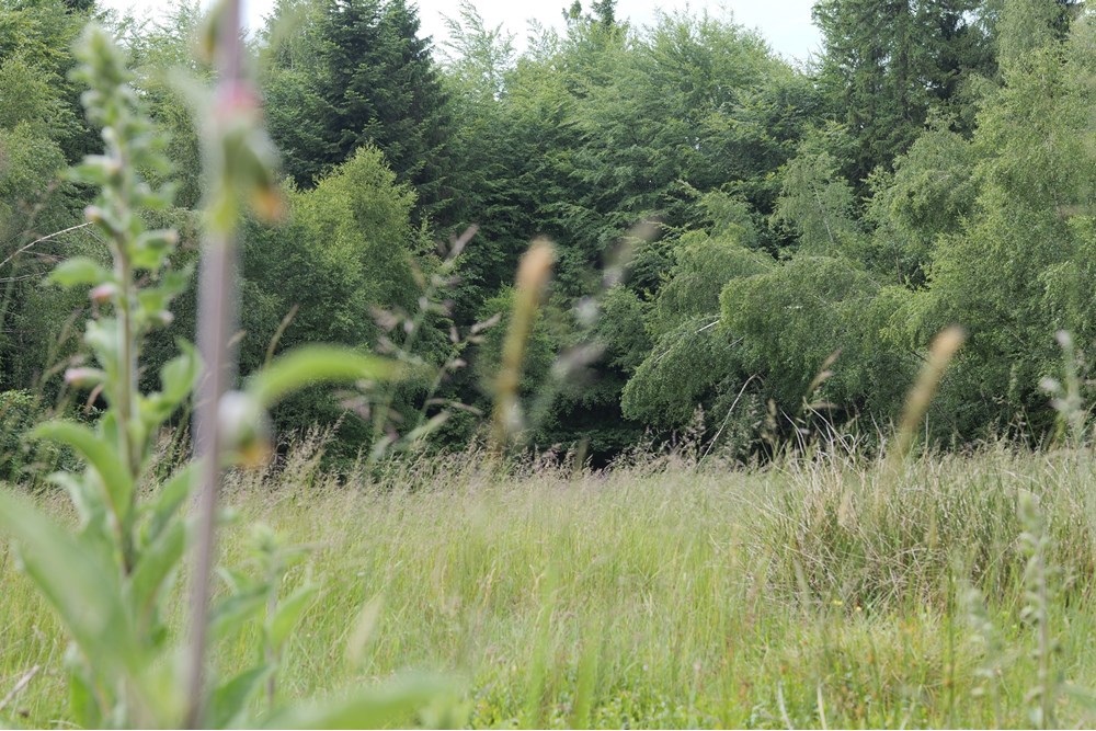 Działka - Sprzedaż - Wilkowice, Polska - P1011752.JPG - 800061116-13