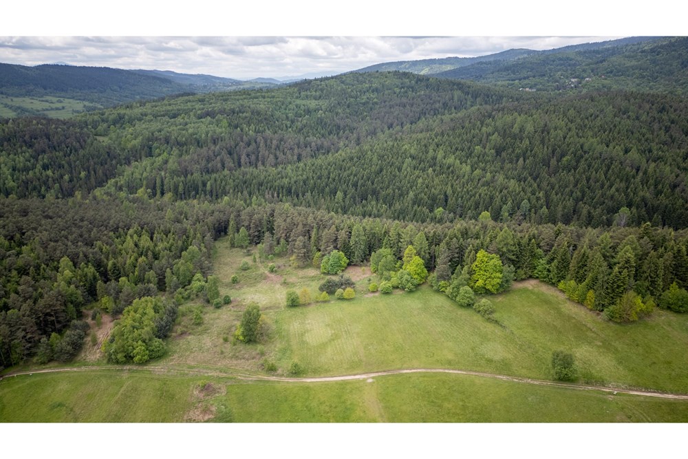 Działka - Sprzedaż - Krzeszów, Polska - DJI_0352.jpg - 470131112-3