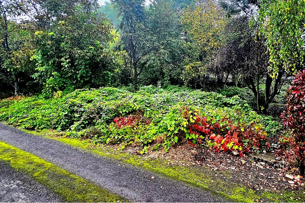 Nieruchomość gruntowa - Sprzedaż - Dąbrowa Górnicza, Polska - 20251009_095208.jpg - 800061135-13