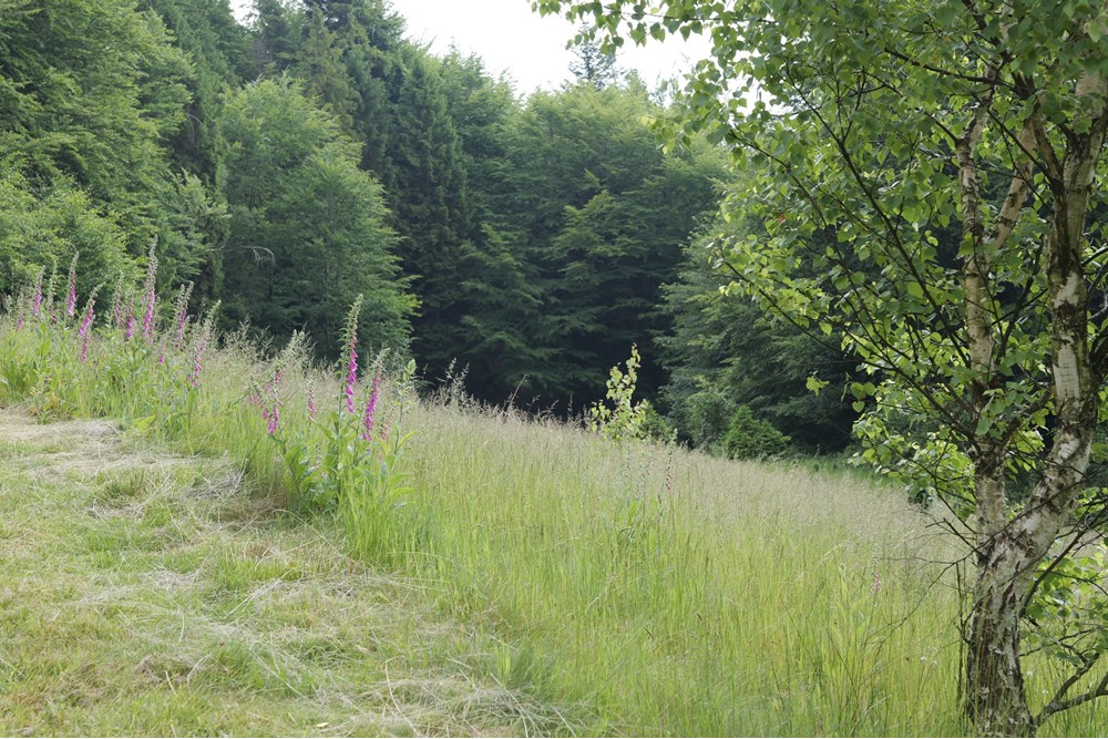 Działka - Sprzedaż - Wilkowice, Polska - P1011763.JPG - 800061116-13