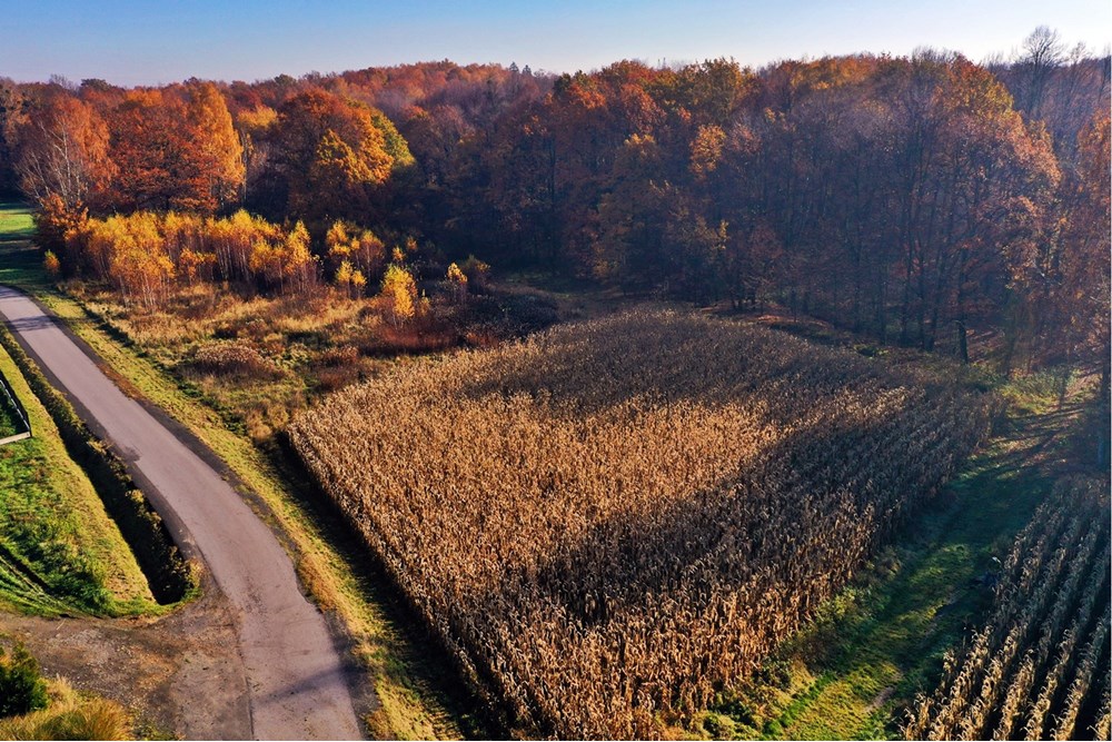 Działka - Sprzedaż - Witkowice, Polska - 3.JPG - 470131110-2