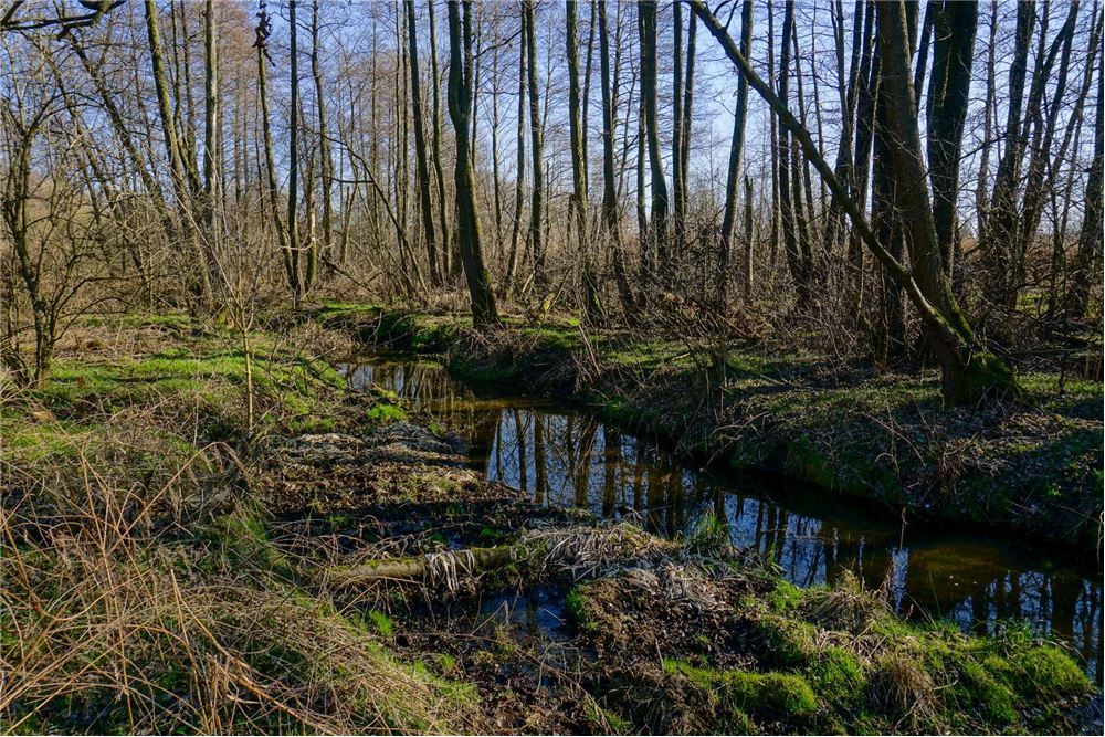 Działka budowlana - Sprzedaż - Musuły, Polska - 25 - 810141002-655