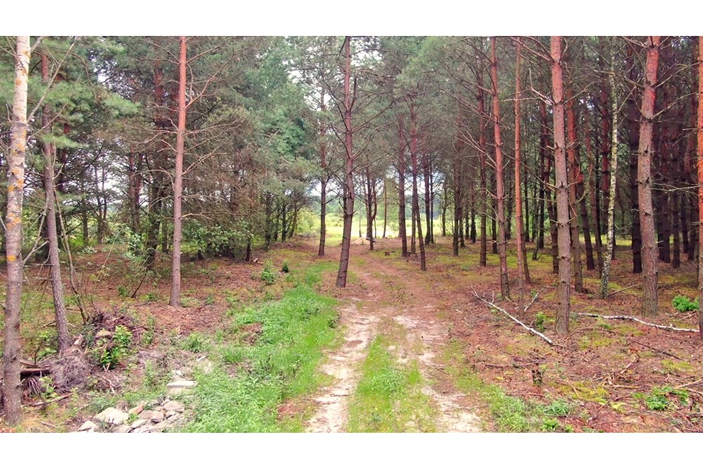 Nieruchomość gruntowa - Sprzedaż - Rudniki-Kolonia, Polska - Koniecpol (13).jpg - 800041074-18