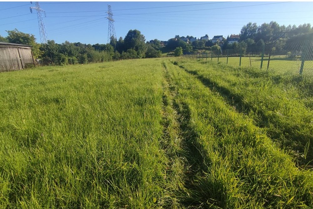 Działka budowlana - Sprzedaż - Pietrzykowice, Polska - IMG_20250812_175238.jpg - 800061133-8