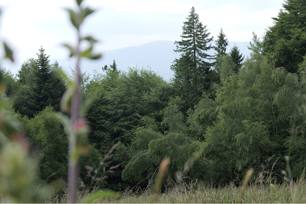 Działka - Sprzedaż - Wilkowice, Polska - P1011749.JPG - 800061116-13