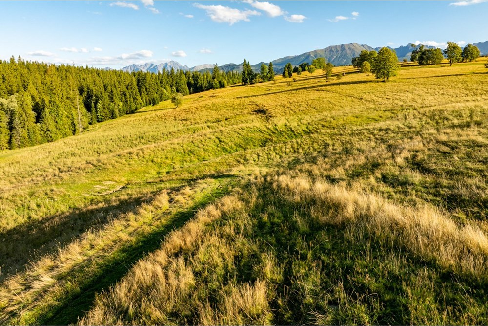 Działka - Sprzedaż - Zakopane, Polska - 20250826-DJI_0094-HDR.jpg - 470151024-448