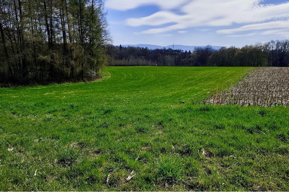 Działka budowlana - Sprzedaż - Bestwina, Polska - 6e2edc67-d5c7-4c8e-8b5c-7aaeb6c3bef3.jpeg - 800061126-15