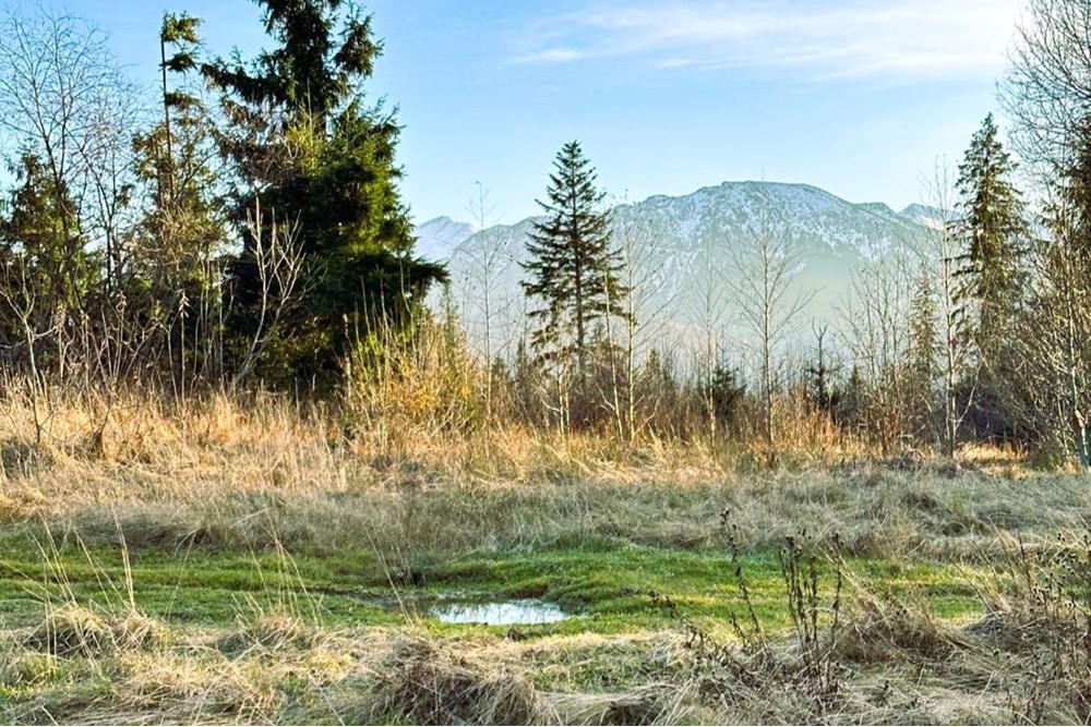 Działka - Sprzedaż - Dzianisz, Polska - D iP.jpg - 470151050-9