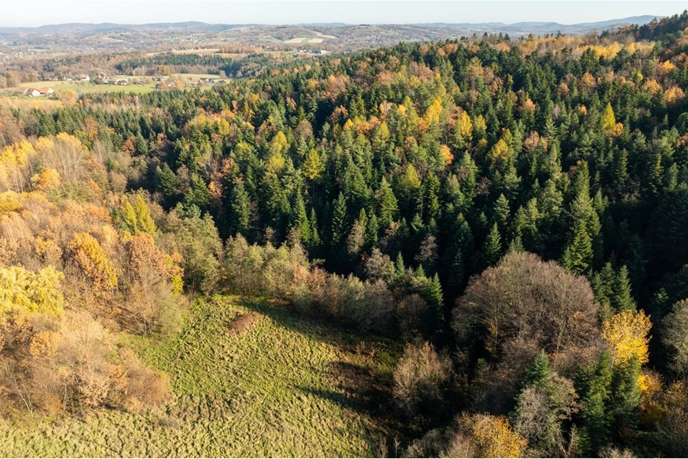 Dom wolnostojący - Sprzedaż - Krasne-Lasocice, Polska - 20251107-DJI_0655-HDR.jpg - 800241017-143