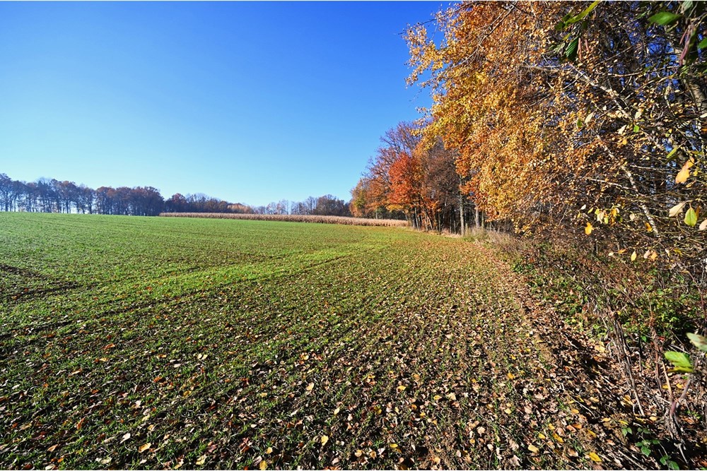 Działka - Sprzedaż - Witkowice, Polska - 36.JPG - 470131110-4