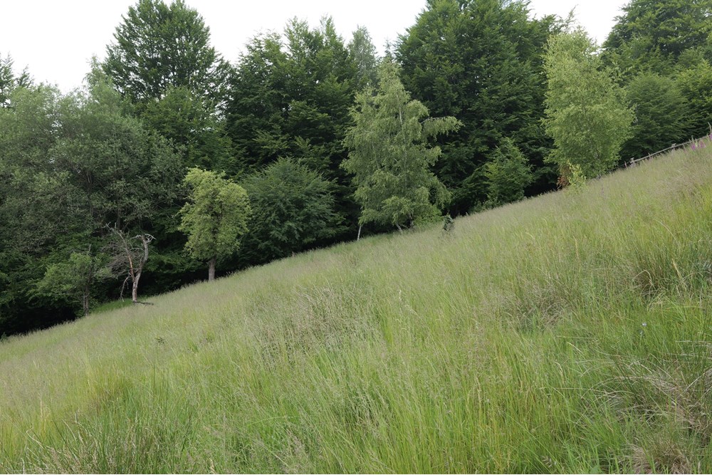 Działka - Sprzedaż - Wilkowice, Polska - P1011715.JPG - 800061116-13