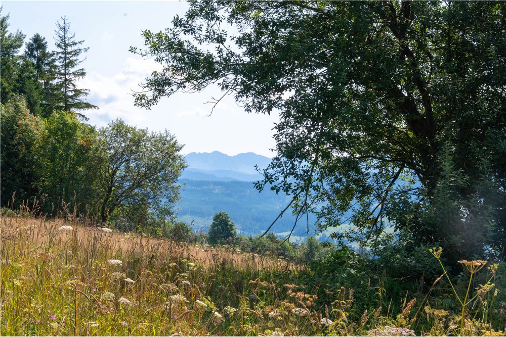 Nieruchomość gruntowa - Sprzedaż - Dzianisz, Polska - 38 - 800061116-23