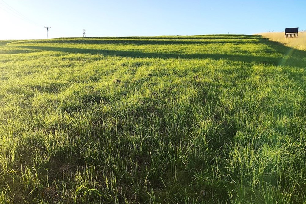 Działka - Sprzedaż - Lipowa, Polska - IMG_20250812_185004.jpg - 800061133-2