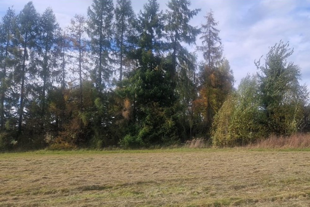 Działka - Sprzedaż - Pruchna, Polska - Pruchna1507a.jpeg - 470131058-385