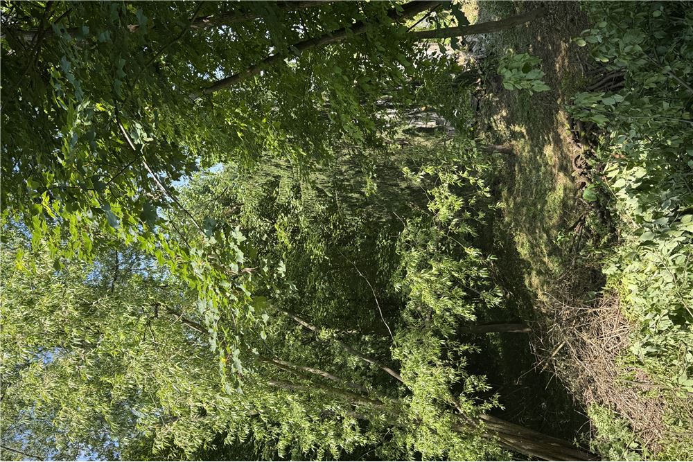 Działka budowlana - Sprzedaż - Chocznia, Polska - 3 - 800061100-85