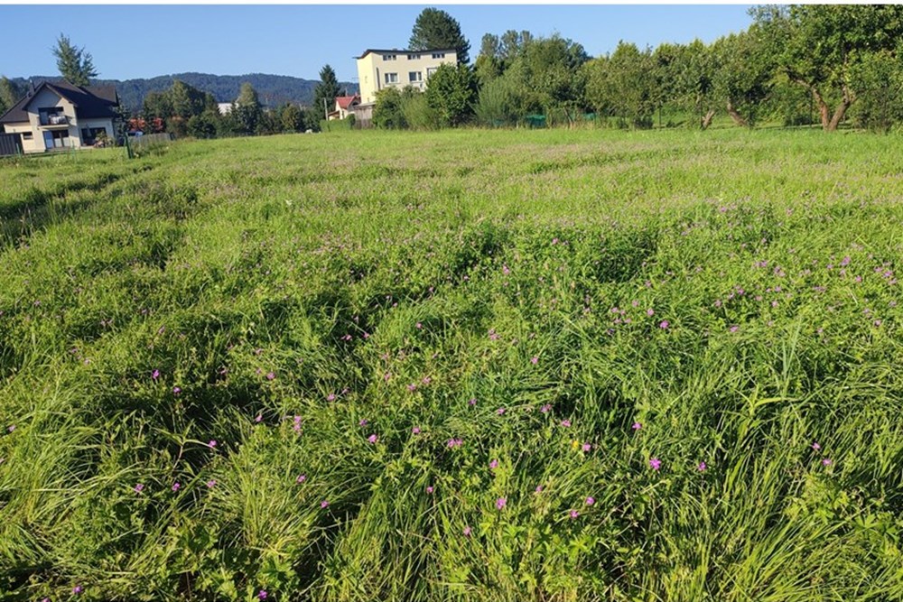 Działka budowlana - Sprzedaż - Pietrzykowice, Polska - IMG_20250812_175536.jpg - 800061133-8