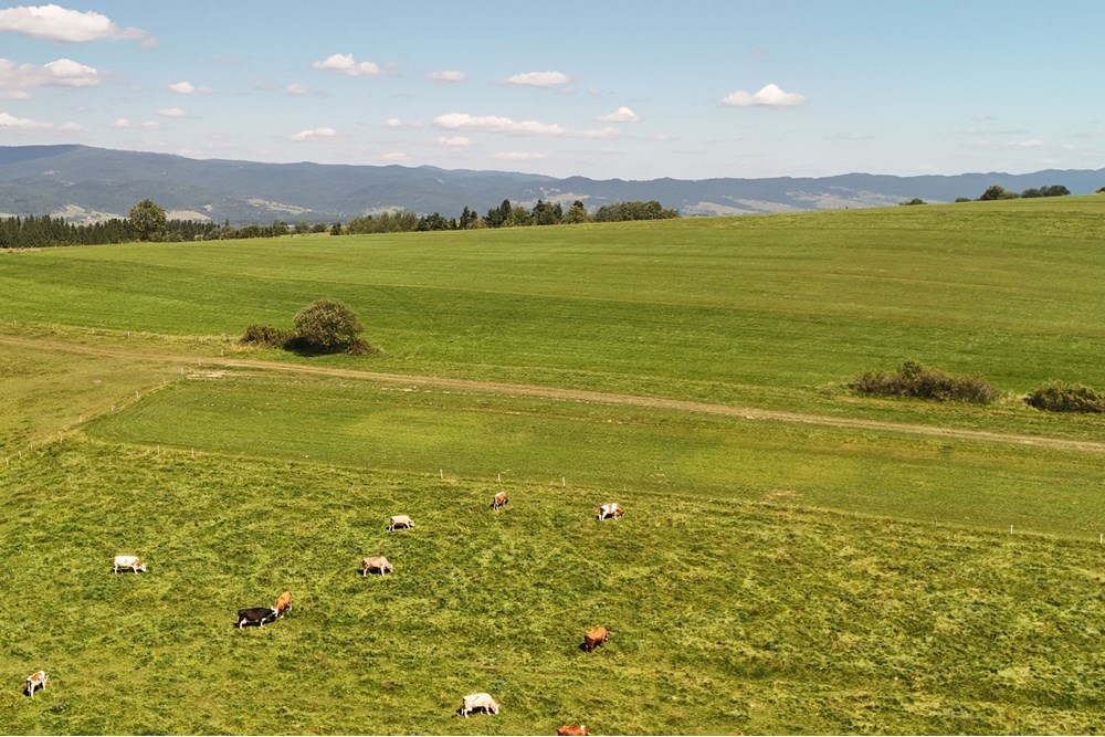 Działka - Sprzedaż - Leśnica, Polska - agent nieruchomosci zajac (5).jpg - 800091026-81