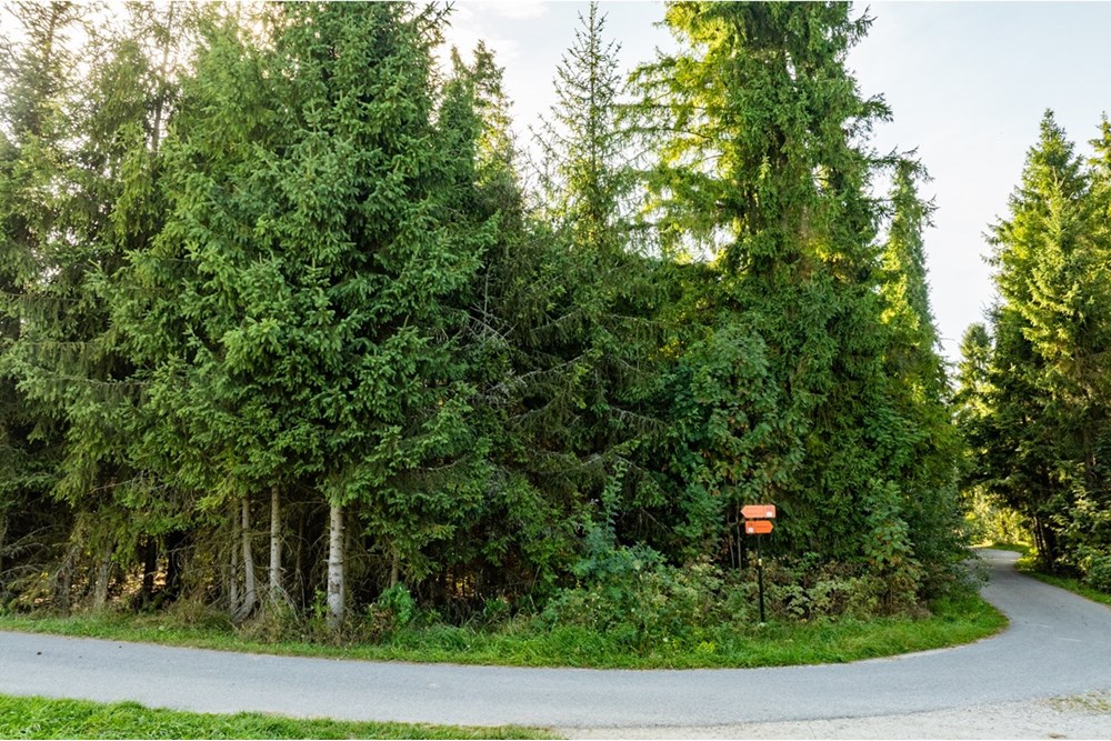 Nieruchomość gruntowa - Sprzedaż - Czarny Dunajec, Polska - 20250828-DJI_0244-HDR.jpg - 470151039-62