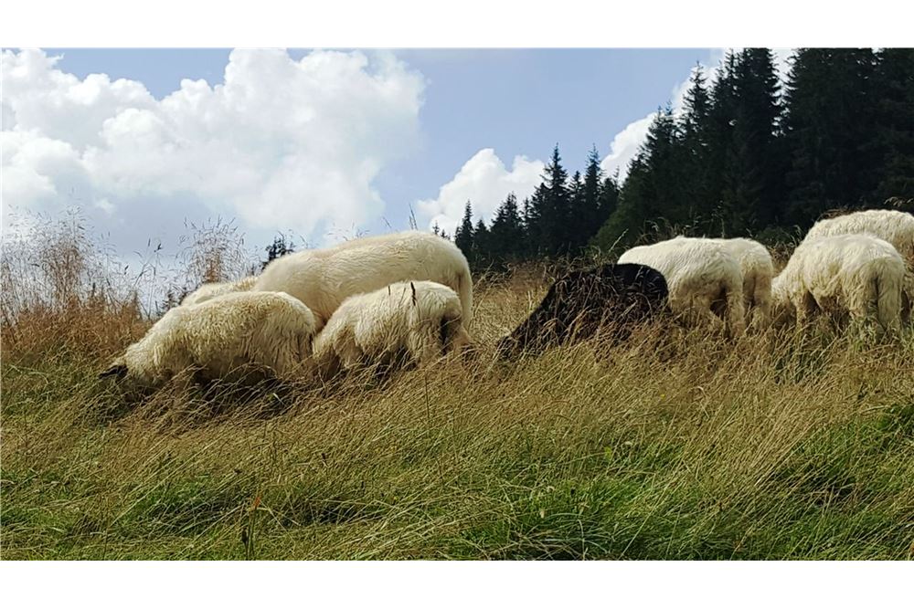 Dom wolnostojący - Sprzedaż - Kościelisko, Polska - 19 - 470151015-491