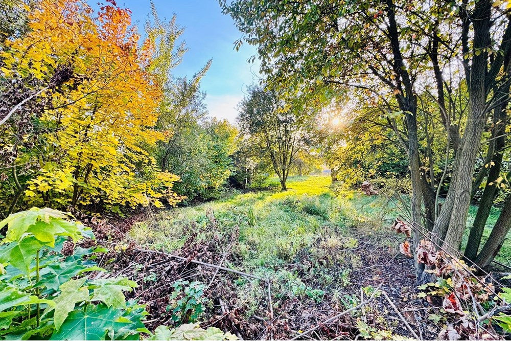 Działka budowlana - Sprzedaż - Rybnik, Polska - zagłoby 20.jpg - 470311001-56