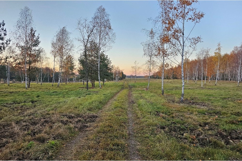 Działka - Sprzedaż - Józefów, Polska - 20251107_155148.jpg - 810251061-22
