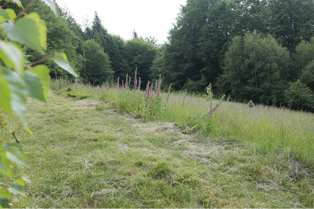 Działka - Sprzedaż - Wilkowice, Polska - P1011768.JPG - 800061116-13