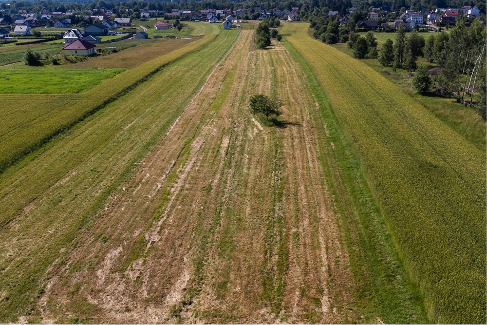 Działka budowlana - Sprzedaż - Lipowa, Polska - Działka_lipowa-5.jpg - 800061116-16