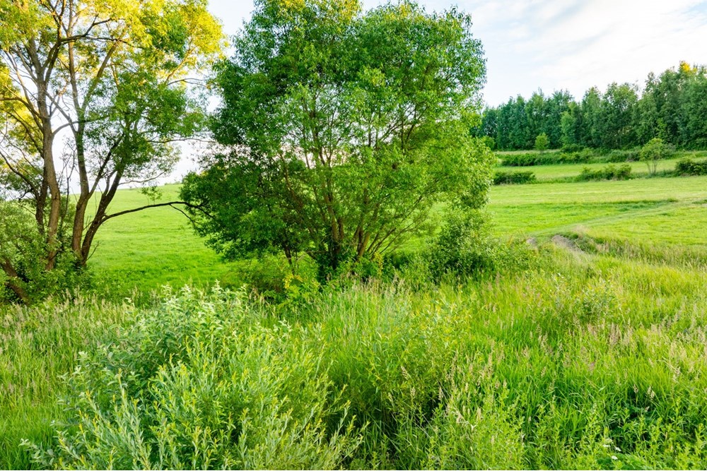 Działka budowlana - Sprzedaż - Pieniążkowice, Polska - DJI_0586-HDR-28.jpg - 800091045-36