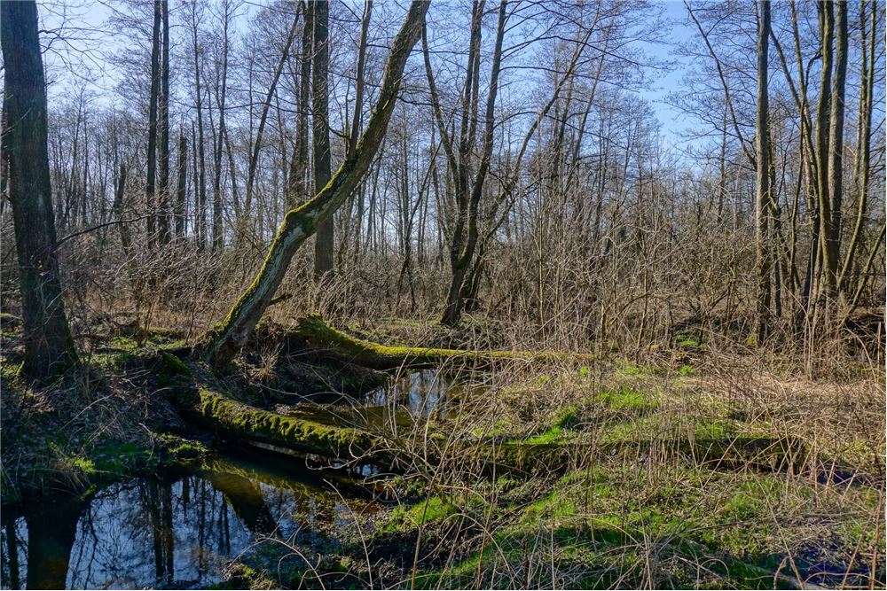 Działka budowlana - Sprzedaż - Musuły, Polska - 26 - 810141002-655