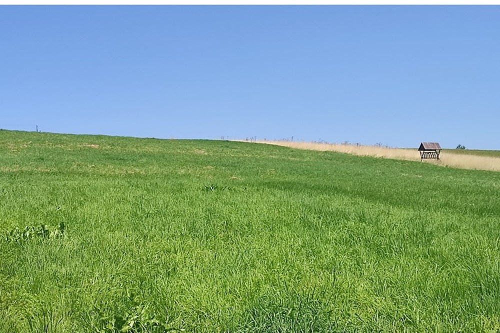 Działka - Sprzedaż - Lipowa, Polska - IMG_20250813_122859.jpg - 800061133-2