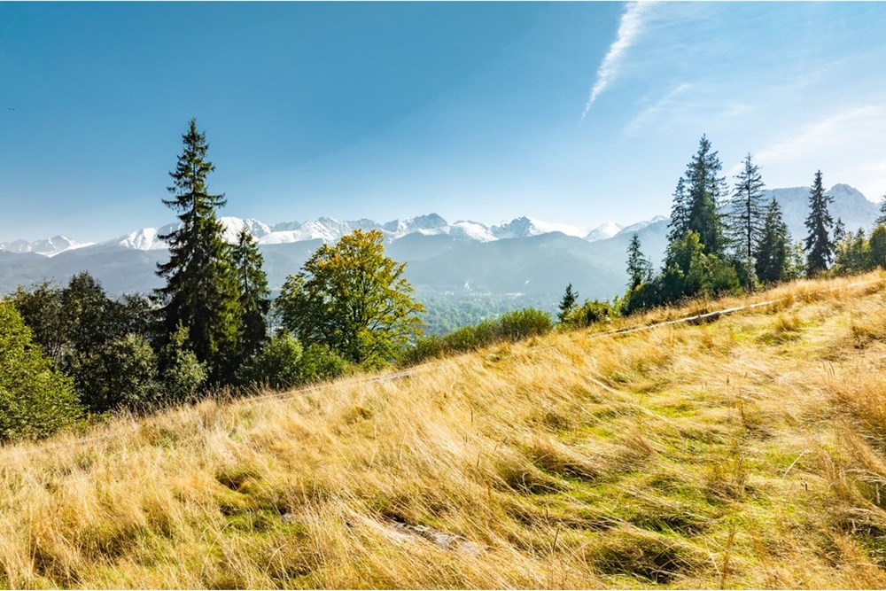 Działka - Sprzedaż - Zakopane, Polska - 20251004-DJI_0939-HDR.jpg - 470151024-456