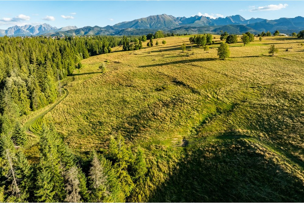 Działka - Sprzedaż - Zakopane, Polska - 20250826-DJI_0121-HDR.jpg - 470151024-450