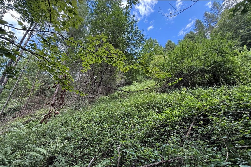 Nieruchomość gruntowa - Sprzedaż - Krościenko nad Dunajcem, Polska - IMG_0464-2.jpeg - 800091057-5