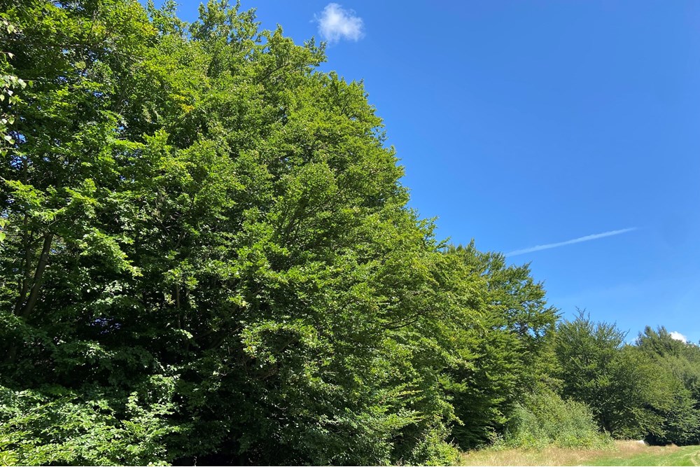 Działka - Sprzedaż - Wilkowice, Polska - IMG_9713.jpeg - 800061116-26