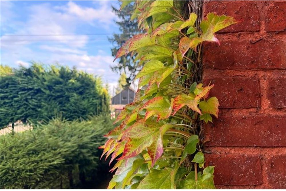 Dom wolnostojący - Sprzedaż - Gosław, Polska - 3 - 790221004-130