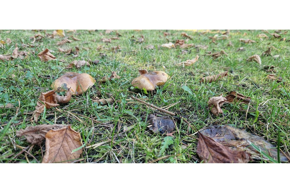 Dom jednorodzinny - Sprzedaż - Goleszów, Polska - 20251107_145142.jpeg - 470131058-378