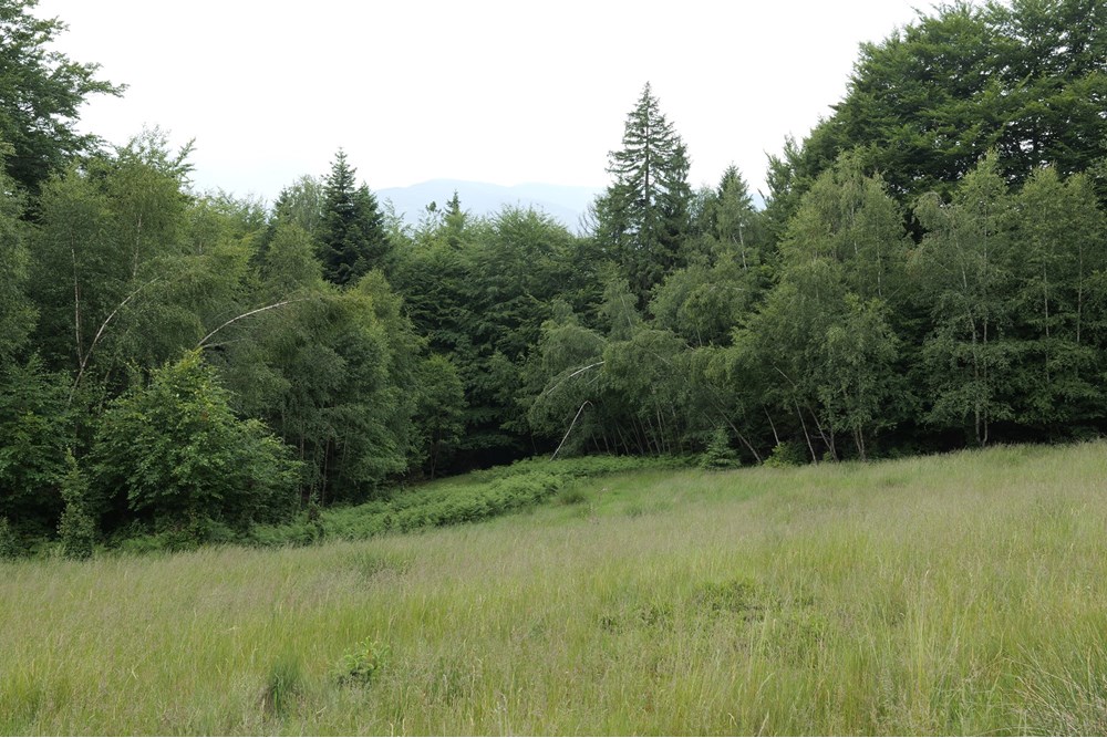 Działka - Sprzedaż - Wilkowice, Polska - P1011713.JPG - 800061116-13