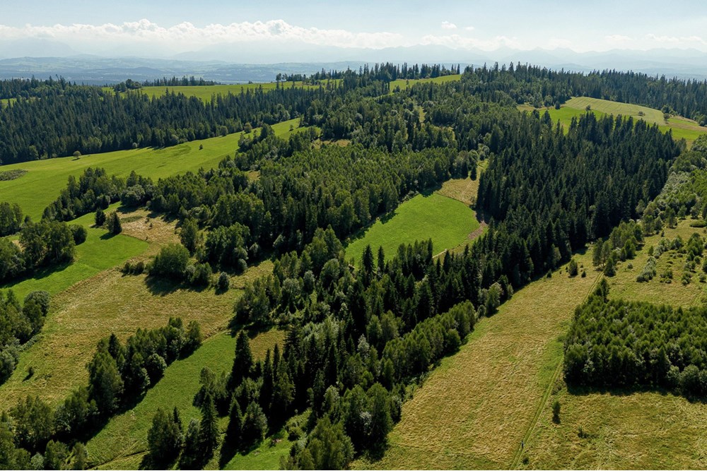 Działka - Sprzedaż - Sieniawa, Polska - dzialka-sieniawa-pajerski-01.jpg - 800091055-3