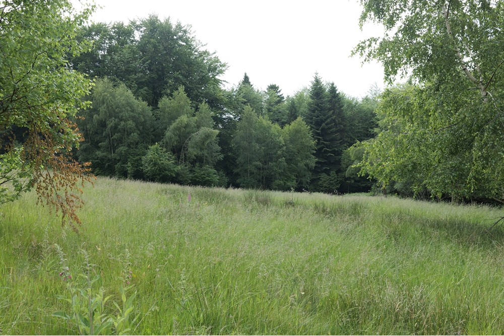 Działka - Sprzedaż - Wilkowice, Polska - P1011761.JPG - 800061116-13