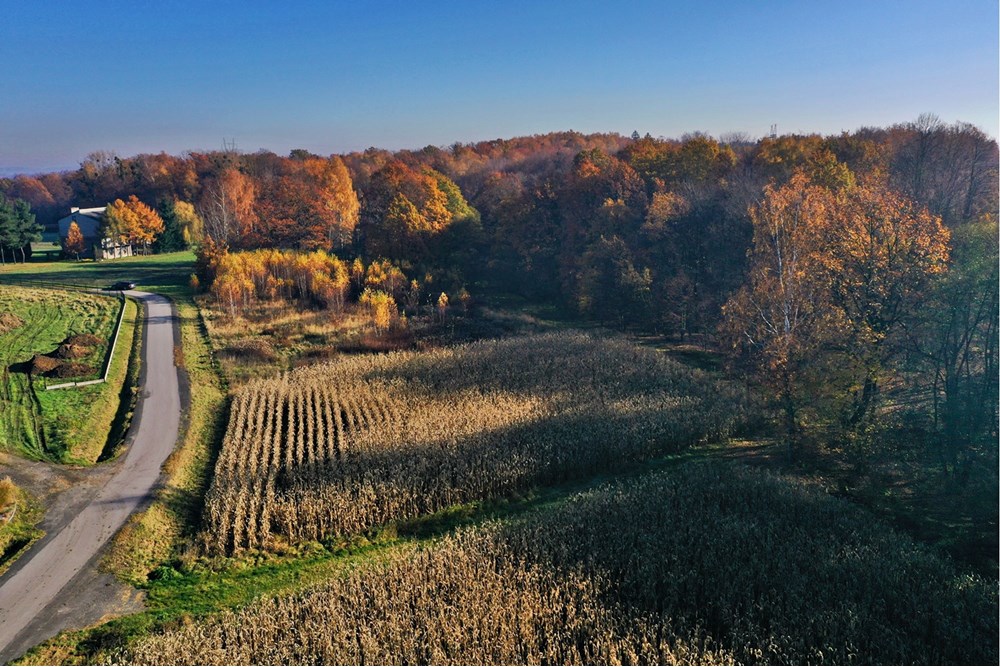 Działka - Sprzedaż - Witkowice, Polska - 2.JPG - 470131110-2