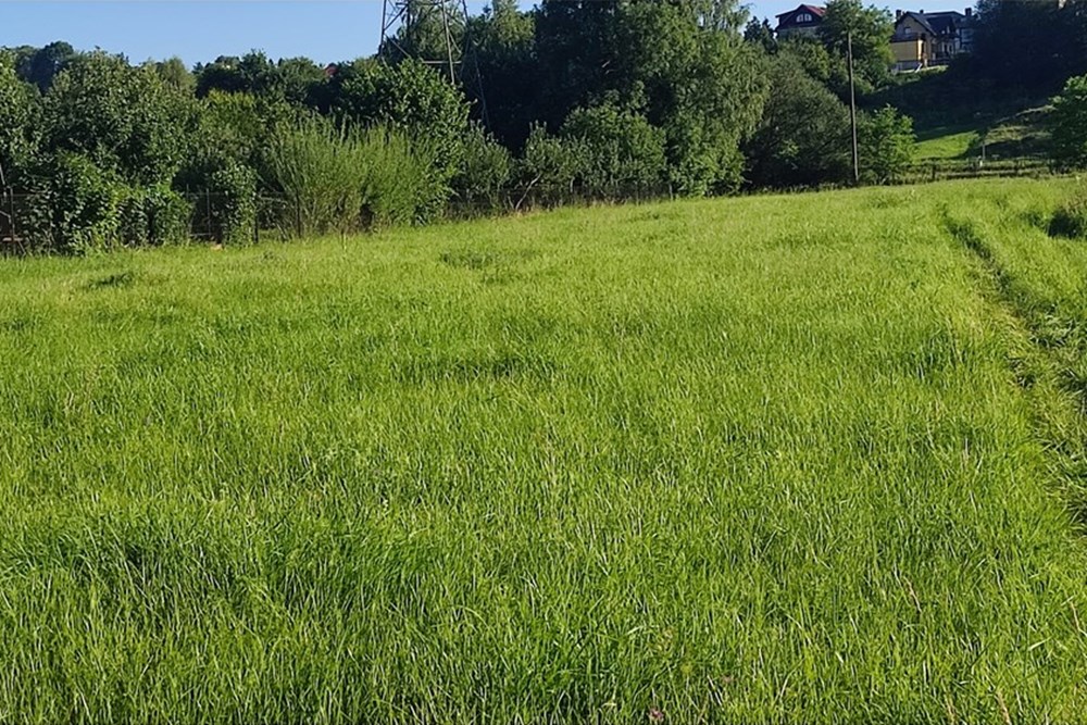 Działka budowlana - Sprzedaż - Pietrzykowice, Polska - IMG_20250812_180155.jpg - 800061133-8