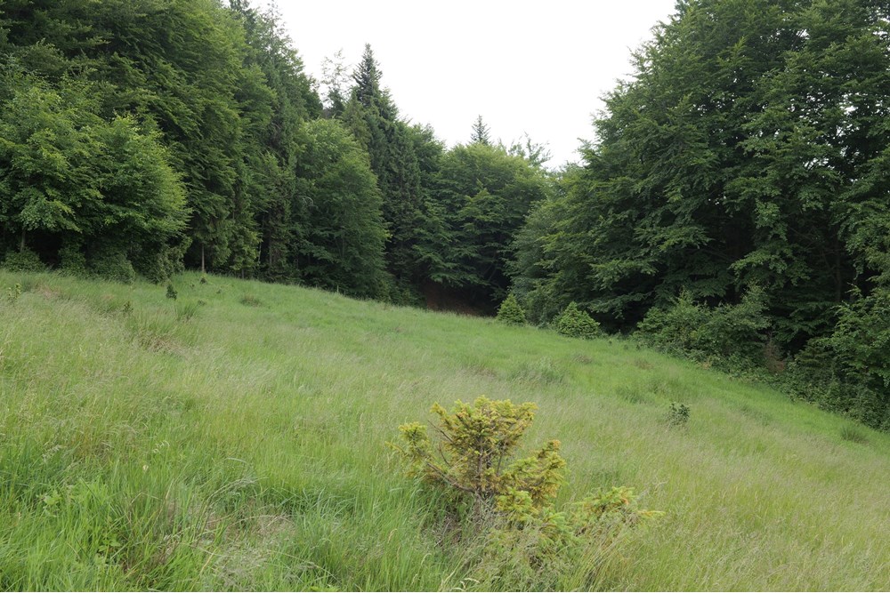 Działka - Sprzedaż - Wilkowice, Polska - P1011716.JPG - 800061116-13