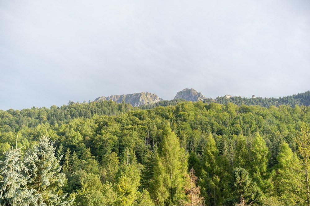 Dom wolnostojący - Sprzedaż - Zakopane, Polska - 0022_dom-krzeptowki.jpg - 470131113-352