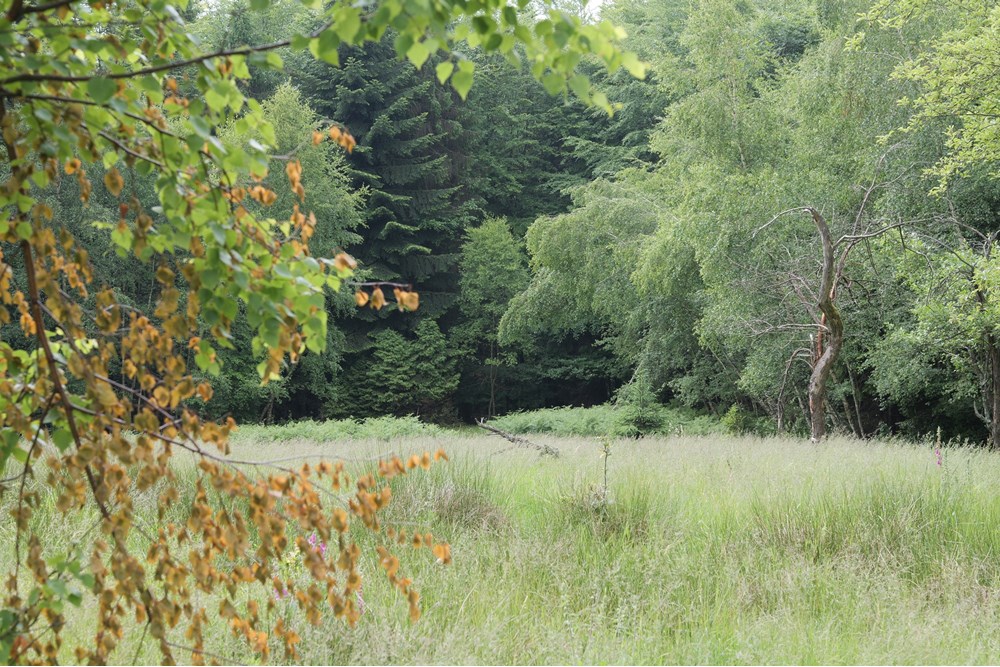 Działka - Sprzedaż - Wilkowice, Polska - P1011758.JPG - 800061116-13