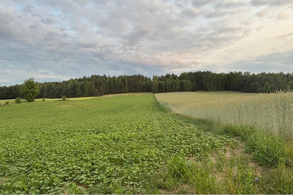 Domek wiejski - Sprzedaż - Żelechlinek, Polska - WhatsApp Image 2025-07-02 at 17.02.43 (20).jpeg - 810131031-27