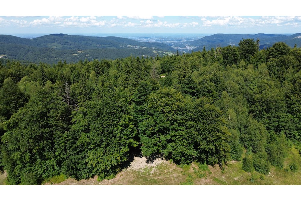 Działka - Sprzedaż - Wilkowice, Polska - DJI_0053.JPG - 800061116-26