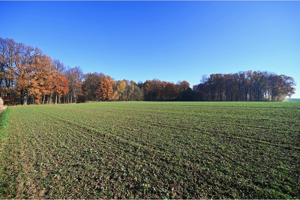 Działka - Sprzedaż - Witkowice, Polska - 35.JPG - 470131110-4